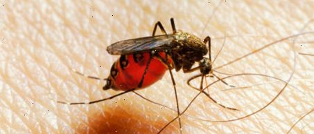 Spør legen: malaria